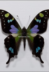 Graphium weiskei M A1/A1- Indonesia
