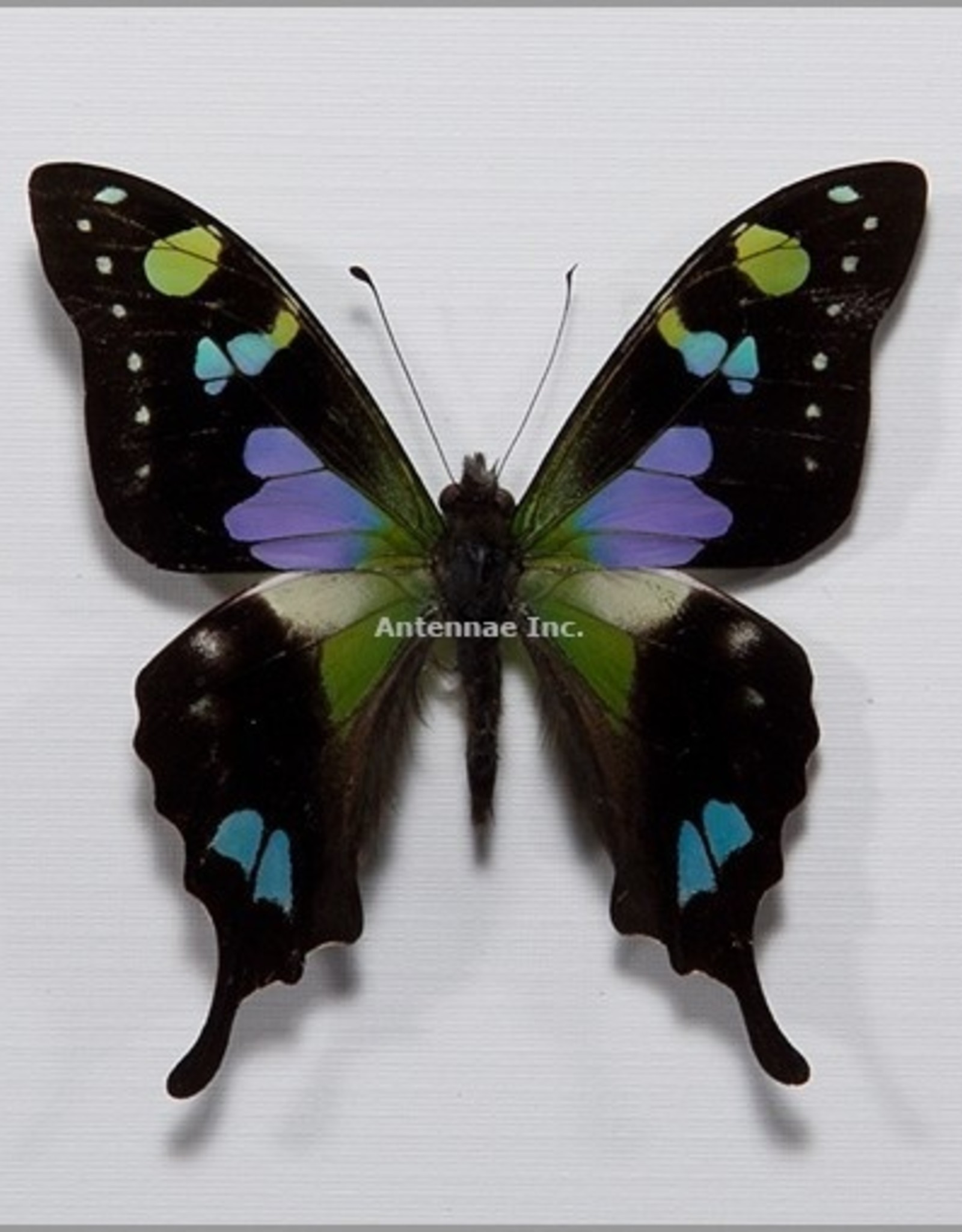 Graphium weiskei M A1/A1- Arfak, Irian Jaya, Indonesia