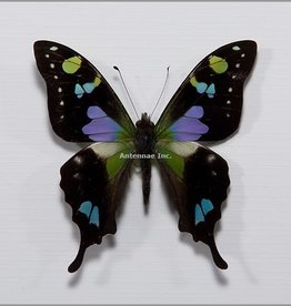 Graphium weiskei M A1/A1- Arfak, Irian Jaya, Indonesia