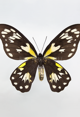 Ornithoptera victoriae regis F A1 PNG