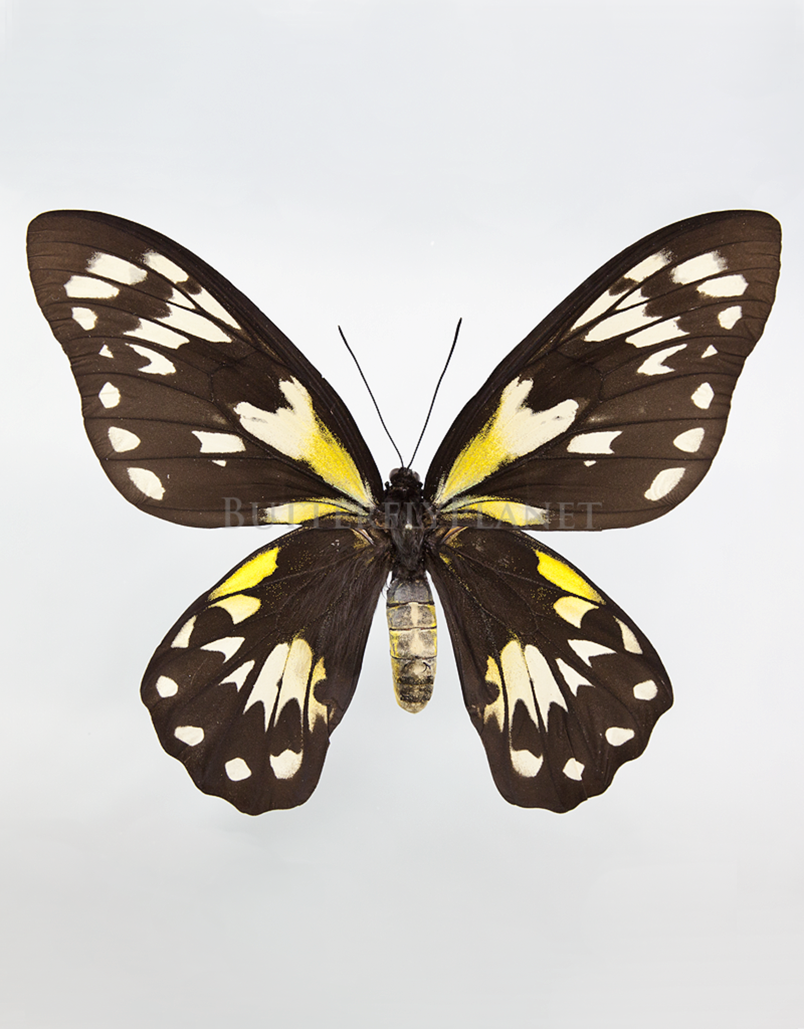 Ornithoptera victoriae regis F A1 PNG