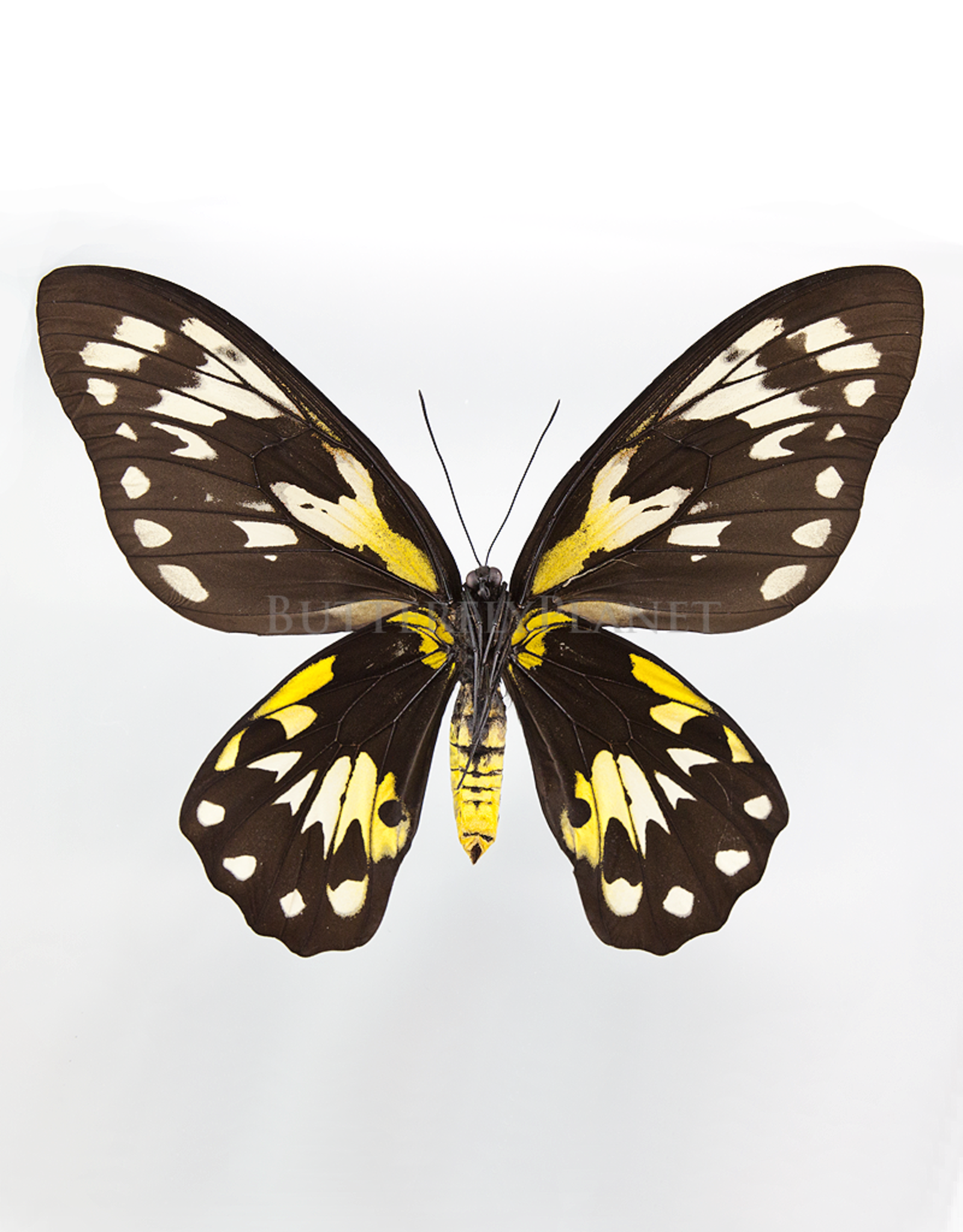 Ornithoptera victoriae regis F A1 PNG