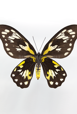 Ornithoptera victoriae regis F A1/A1- PNG