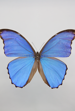 Morpho didius M A1 Upper Huallaga Valley, Peru