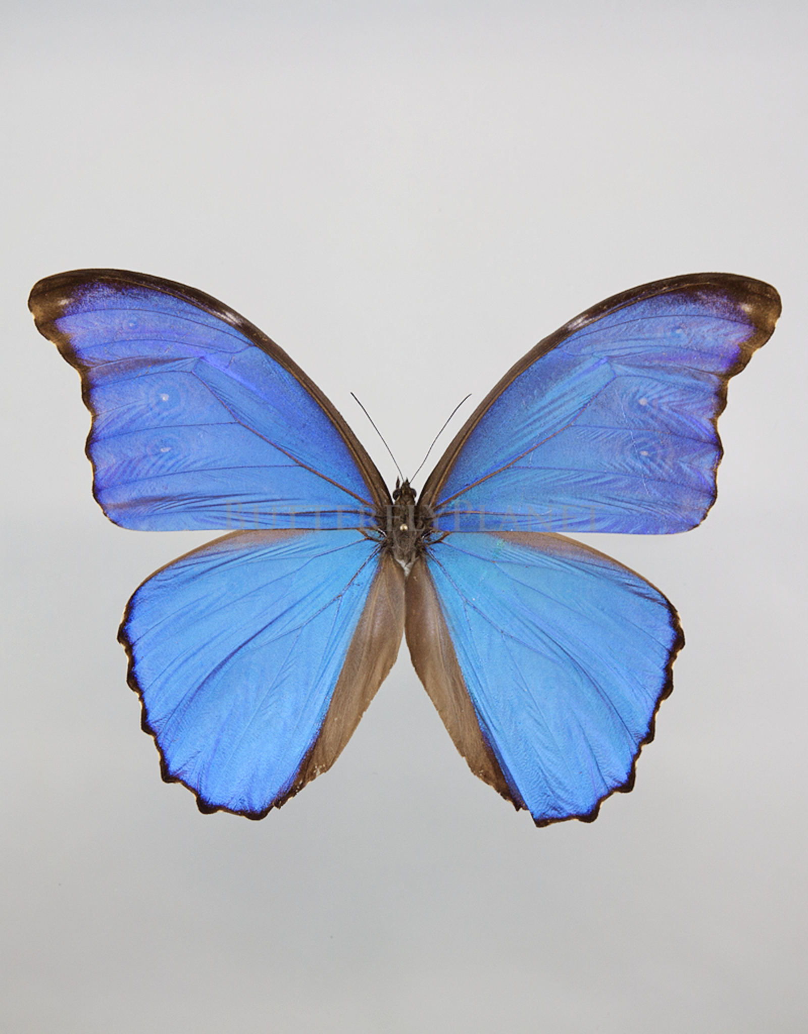 Morpho didius M A1 Upper Huallaga Valley, Peru