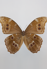 Morpho didius M A1 Upper Huallaga Valley, Peru