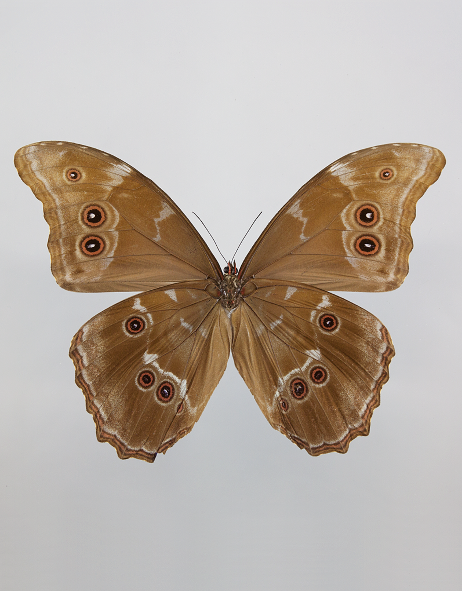 Morpho didius M A1 Upper Huallaga Valley, Peru