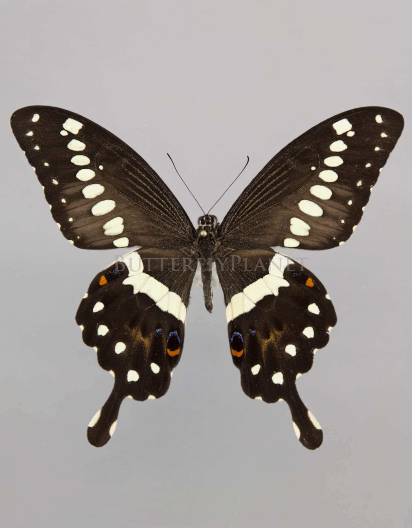 Papilio lormieri M A1 CAR