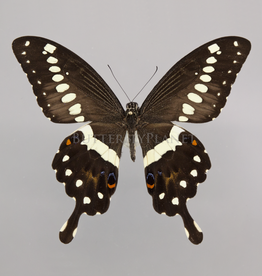 Papilio lormieri F A1 CAR