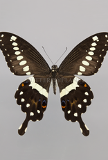 Papilio lormieri F A1 CAR