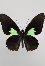 Parides sesostris sesostris M A1 Upper Huallaga Valley, Peru