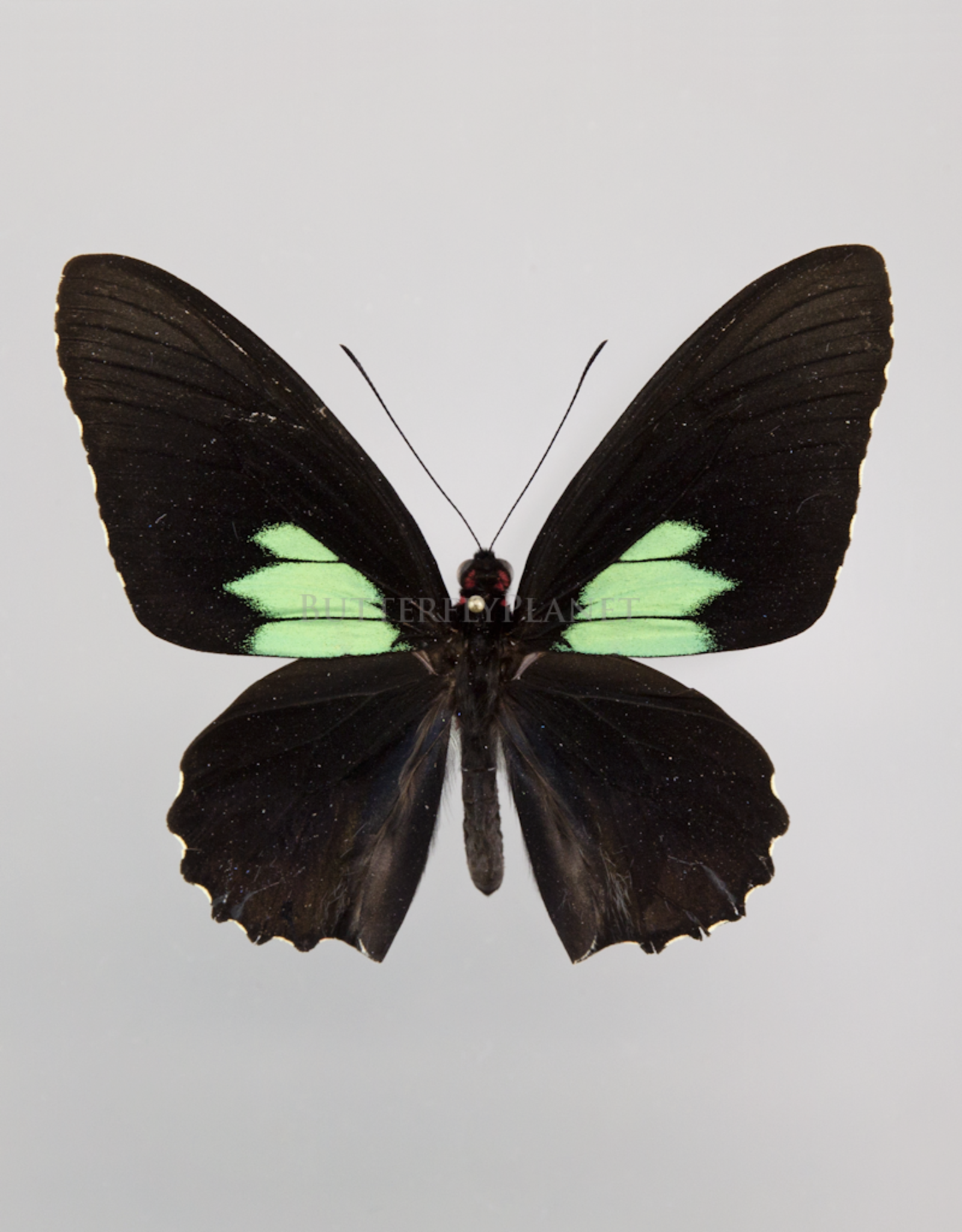 Parides sesostris sesostris M A1 Upper Huallaga Valley, Peru