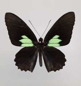Parides sesostris sesostris M A1 Upper Huallaga Valley, Peru