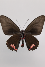 Parides sesostris sesostris M A1 UHV, Peru