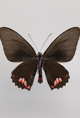 Parides sesostris sesostris M A1 Upper Huallaga Valley, Peru