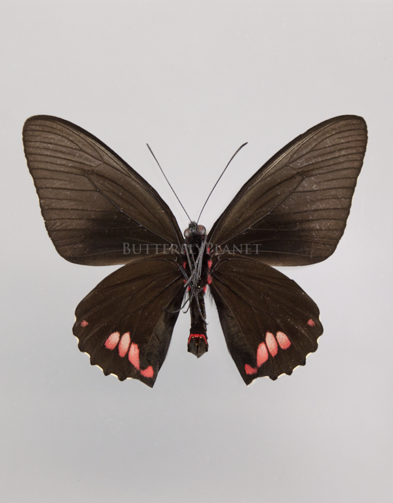 Parides sesostris sesostris M A1 Upper Huallaga Valley, Peru