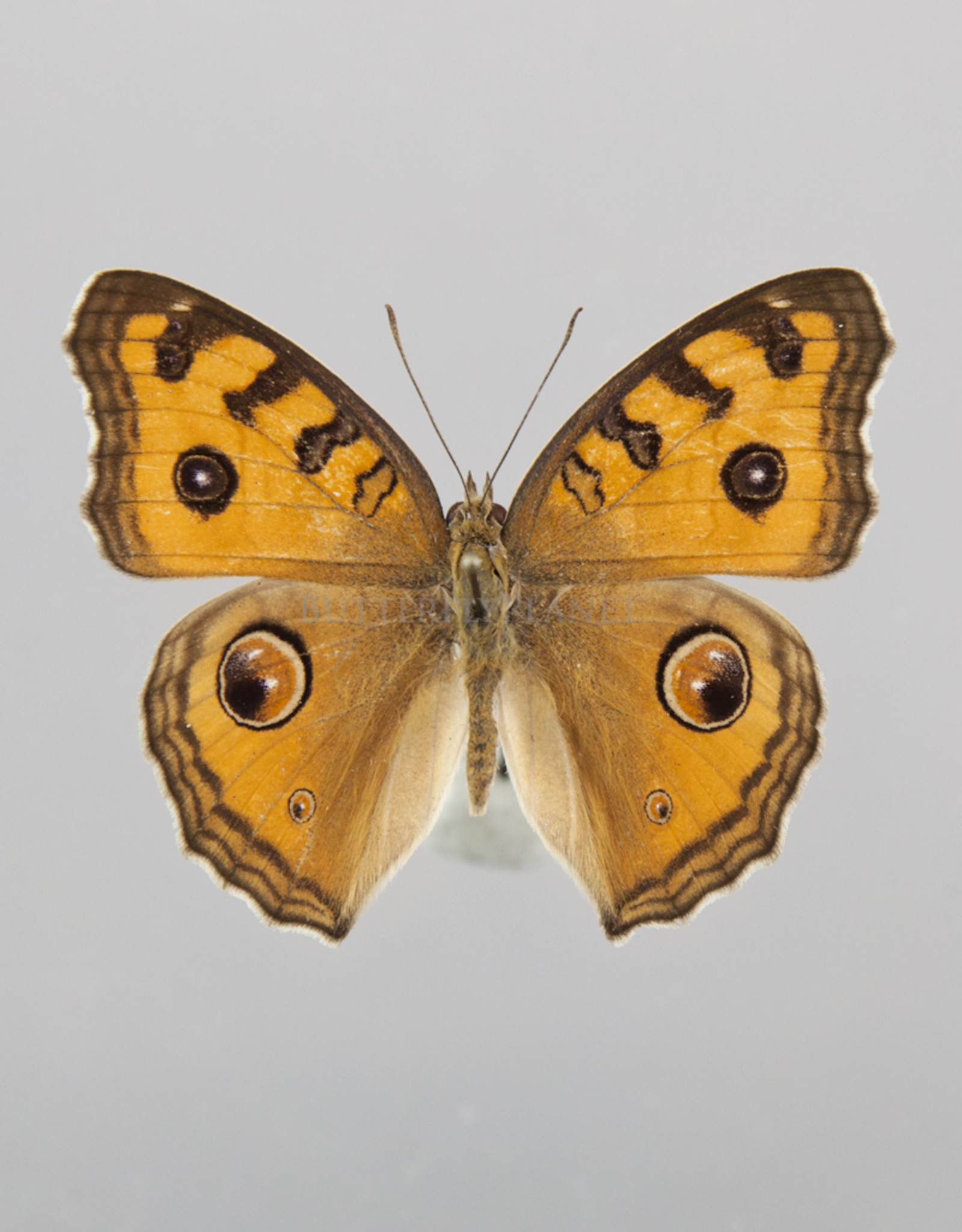 Junonia (Precis) almana ssp? M A1/A1- Indonesia