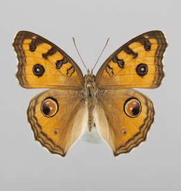 Junonia (Precis) almana ssp? M A1/A1- Indonesia