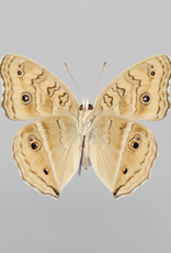 Junonia (Precis) almana ssp? M A1/A1- Indonesia