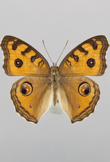 Junonia (Precis) almana ssp? M A1 Marinduque, Philippines