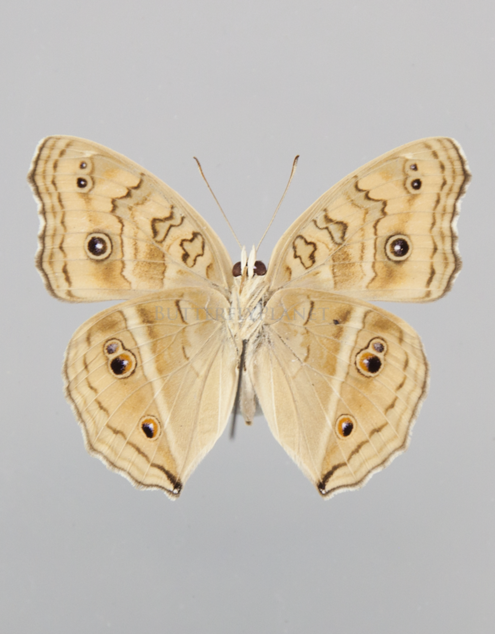 Junonia (Precis) almana ssp? M A1 Marinduque, Philippines