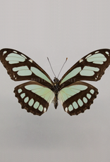 Philaethria (Metamorpha) dido M A1, Dep. de San Martino, Peru