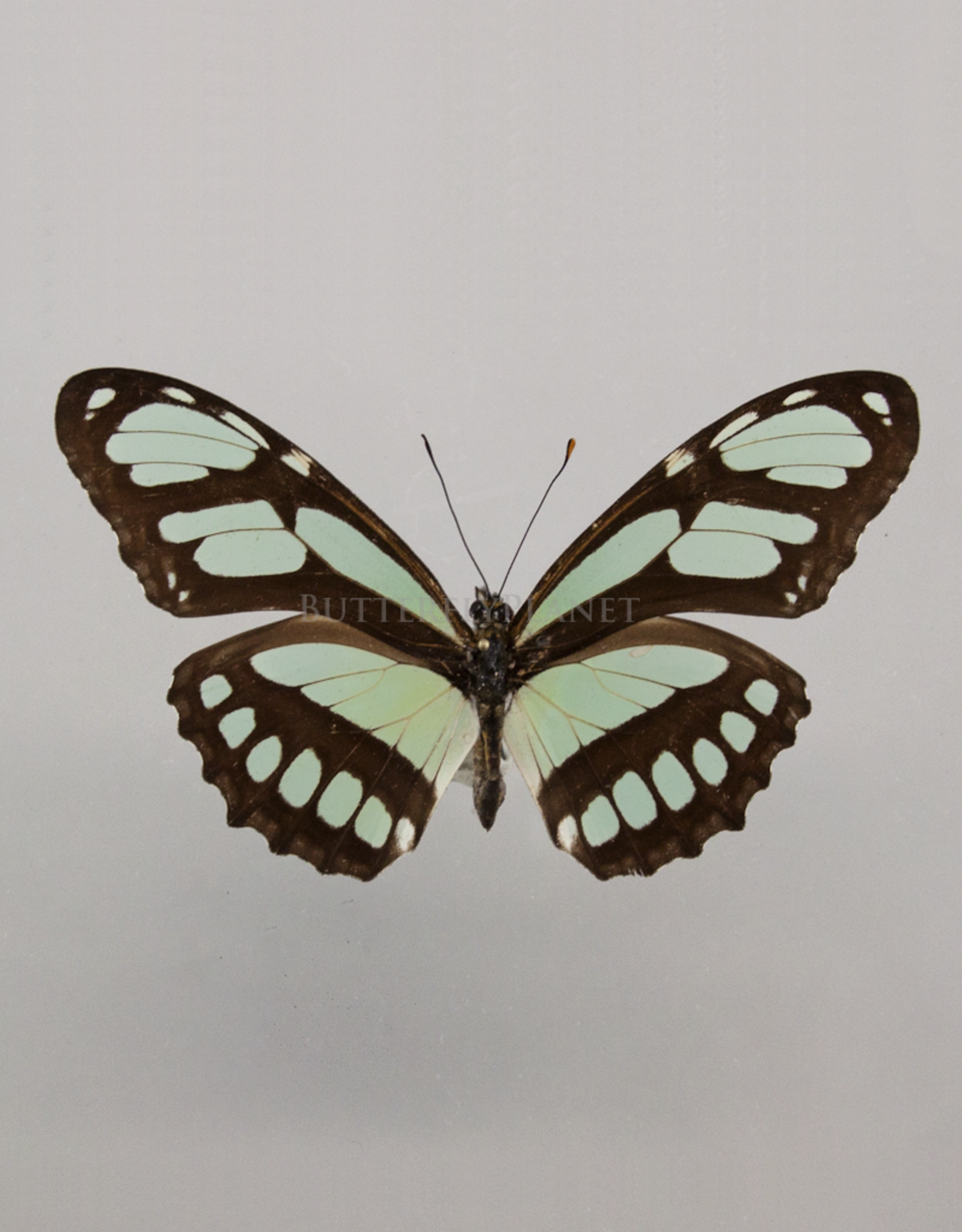 Philaethria (Metamorpha) dido M A1, Dep. de San Martino, Peru