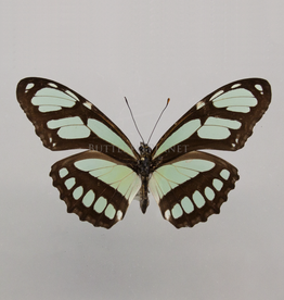 Philaethria (Metamorpha) dido M A1, Dep. de San Martino, Peru