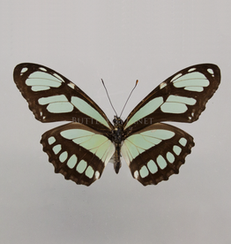 Philaethria (Metamorpha) dido M A1 St. Martin, Peru