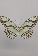 Philaethria (Metamorpha) dido M A1, Dep. de San Martino, Peru