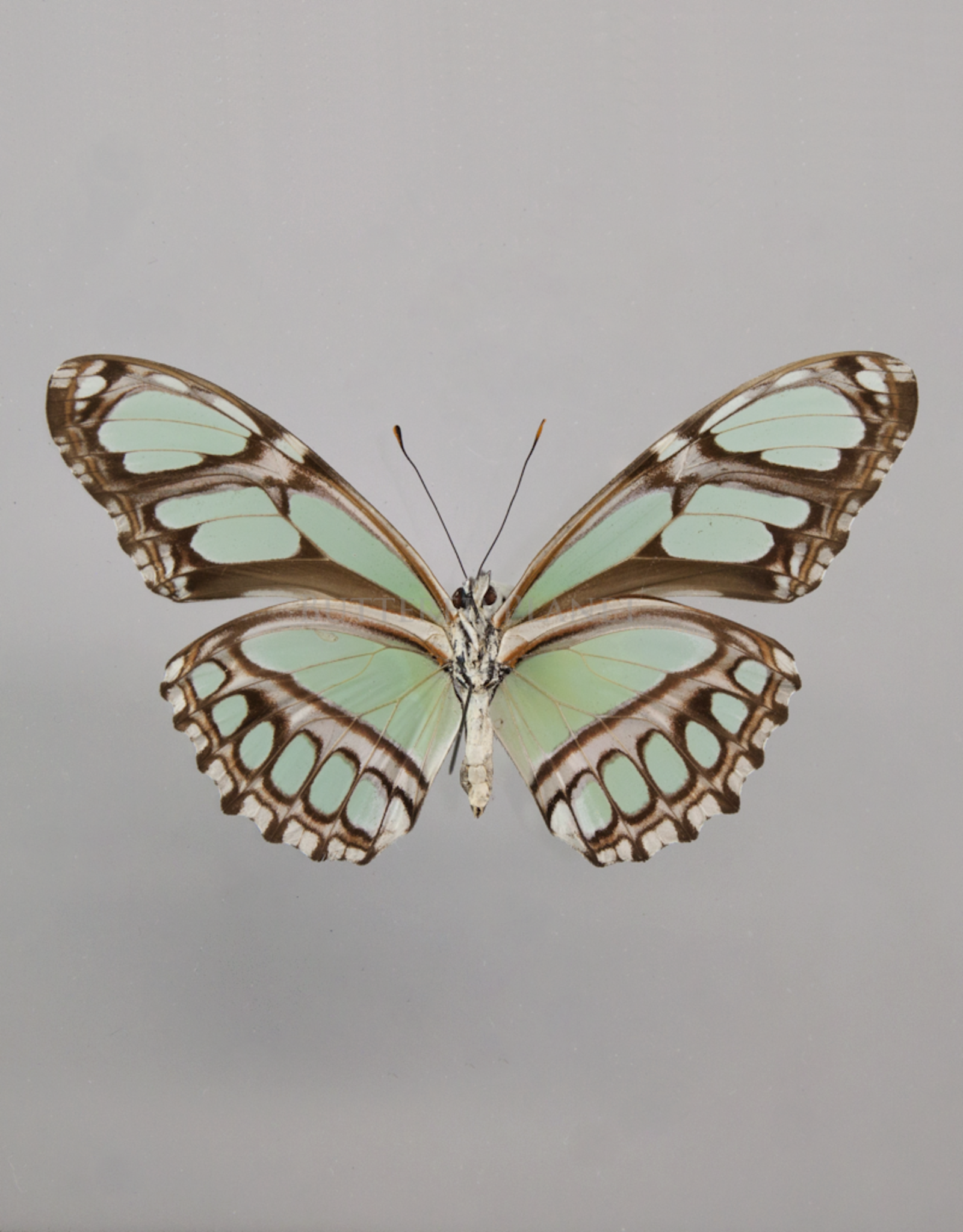 Philaethria (Metamorpha) dido M A1, Dep. de San Martino, Peru