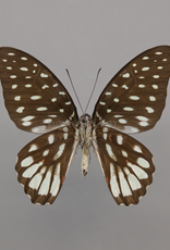 Graphium meeki inexpectatum M A1 PNG