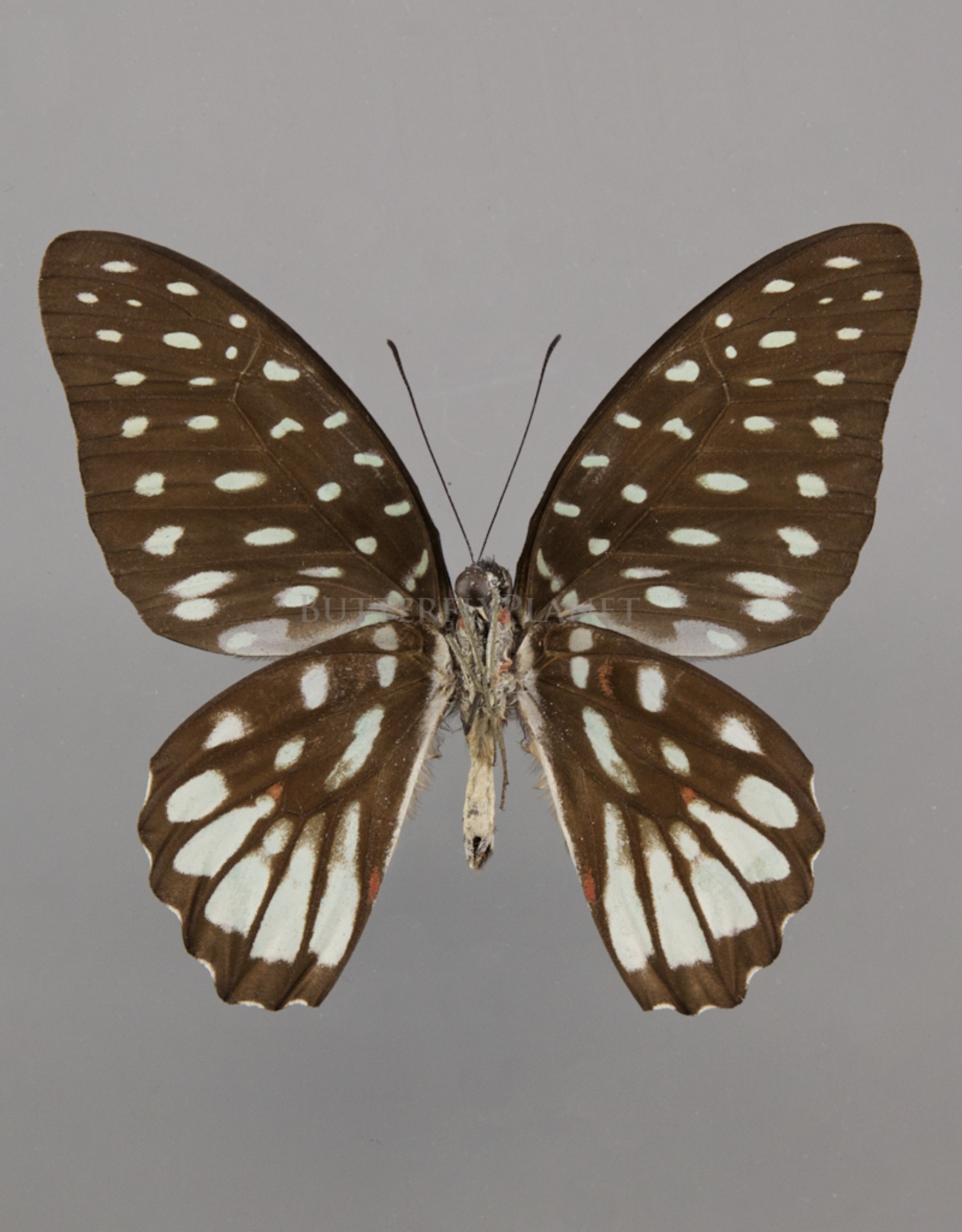 Graphium meeki inexpectatum M A1 PNG