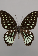 Graphium meeki inexpectatum M A1 PNG