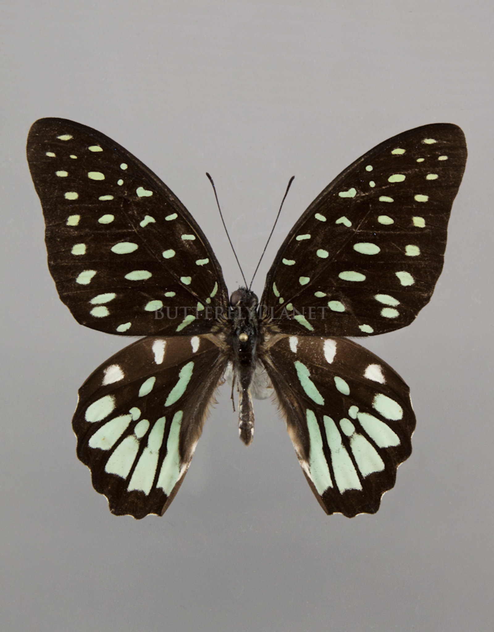 Graphium meeki inexpectatum M A1 PNG