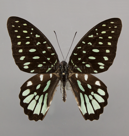 Graphium meeki inexpectatum M A1 PNG