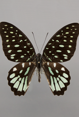 Graphium meeki inexpectatum M A1- PNG