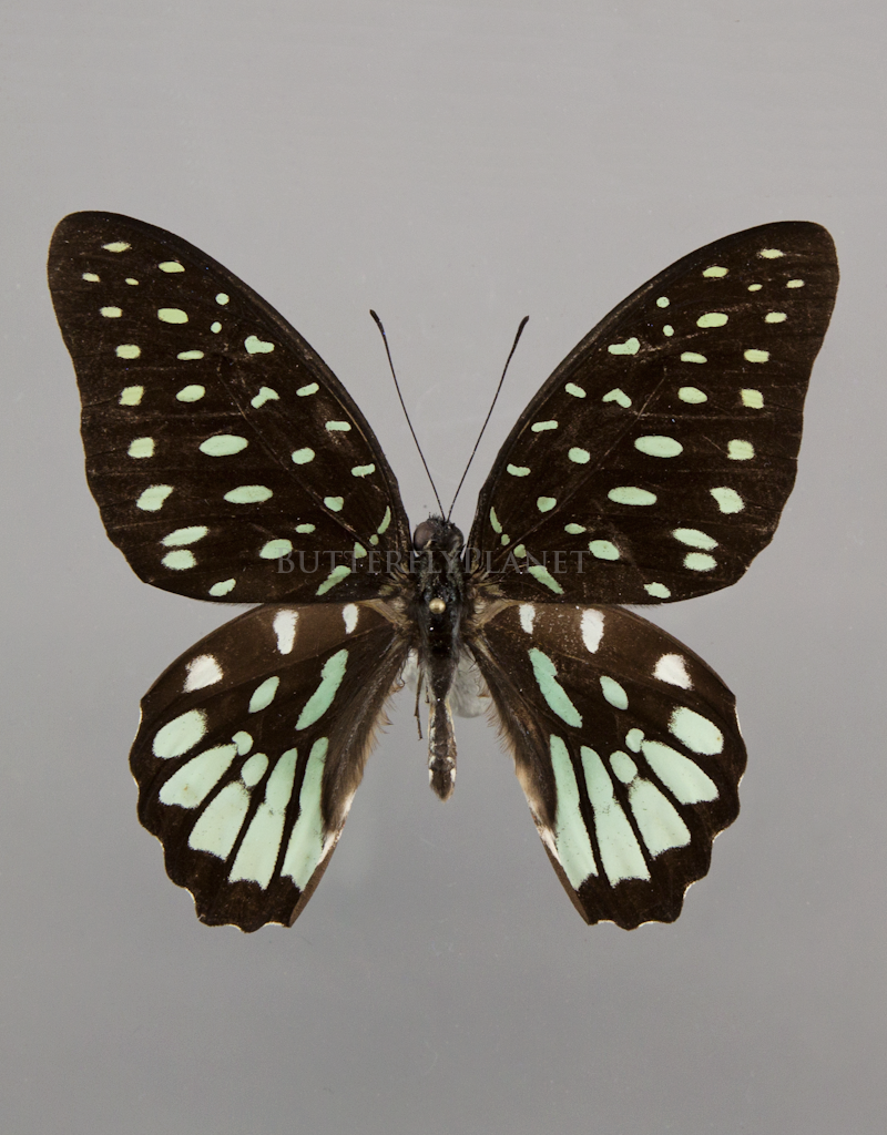 Graphium mayeri REAL Butterfly Africa x1 A1 VERSO Entomology insect Specimen. 