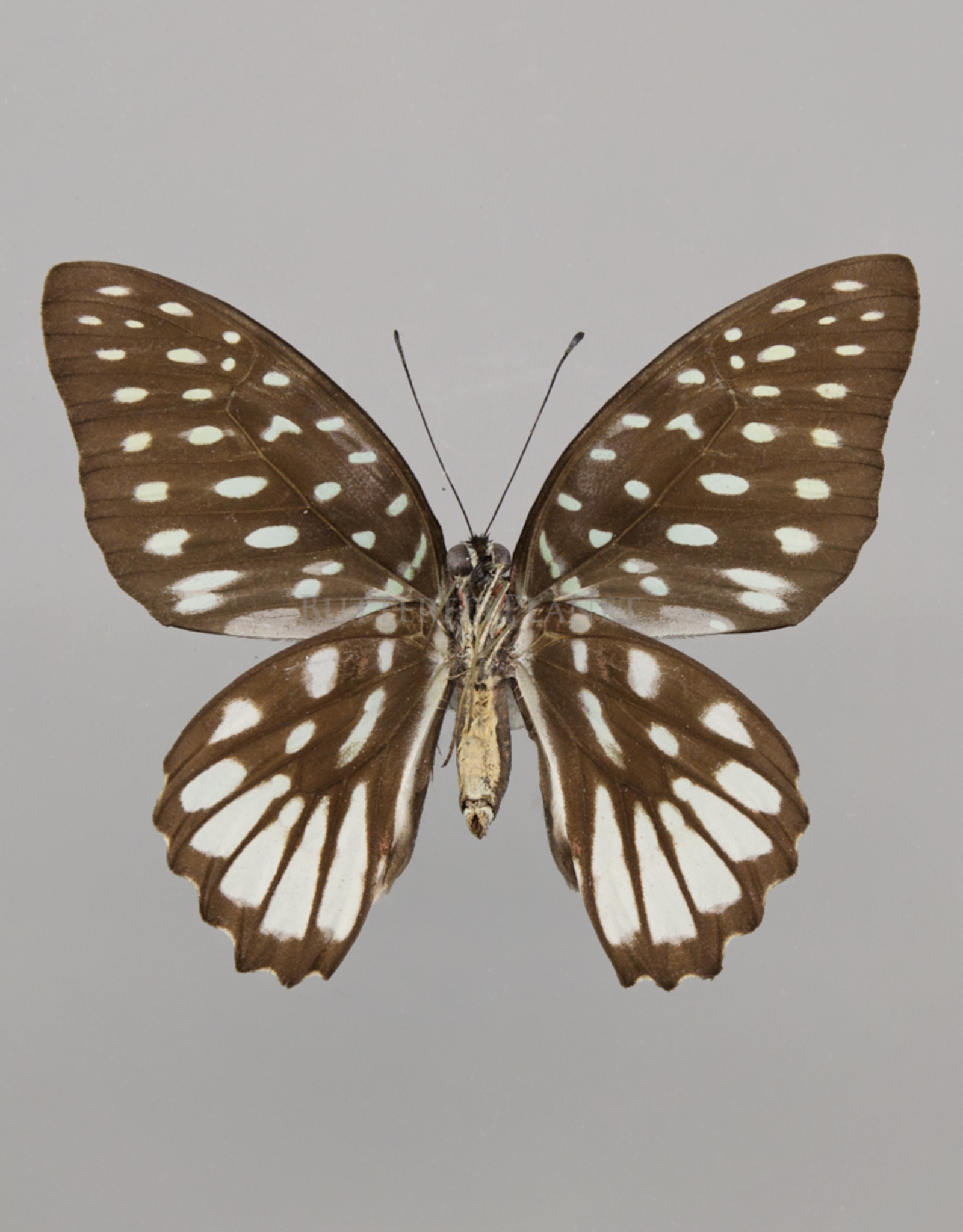 Graphium meeki inexpectatum F A1/A1- PNG