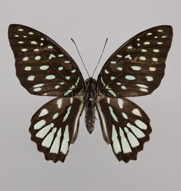 Graphium meeki inexpectatum F A1- PNG