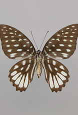 Graphium meeki inexpectatum F A1 PNG