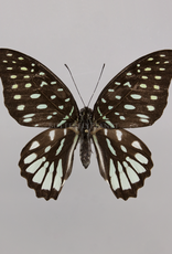 Graphium meeki inexpectatum F A1 PNG