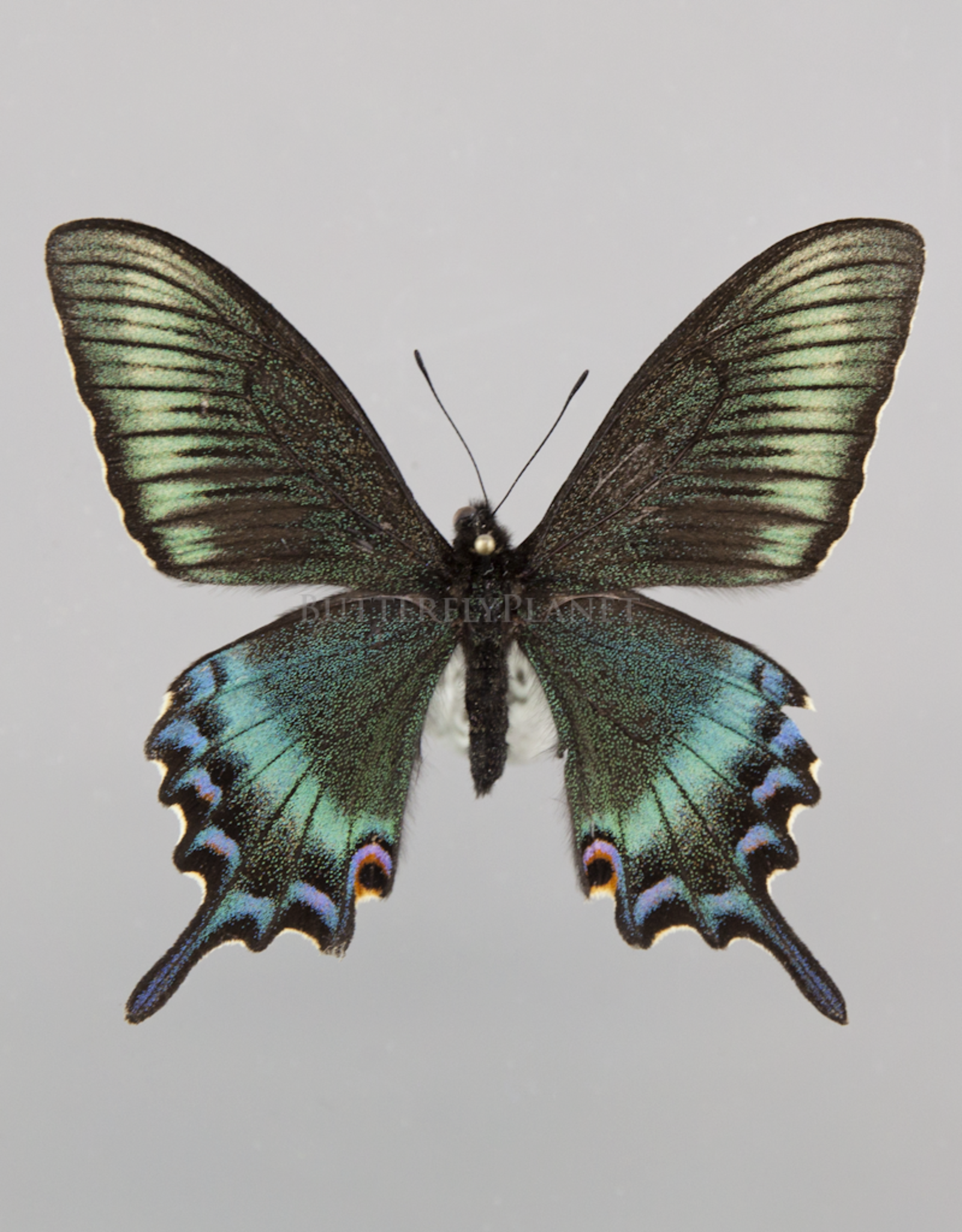 Papilio maackii maackii (Spring form) M A1 China