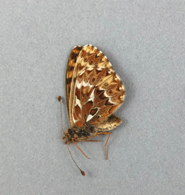 Boloria freija tarquinius M A1 Canada