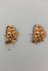 Boloria freija tarquinius PAIR A1 Canada