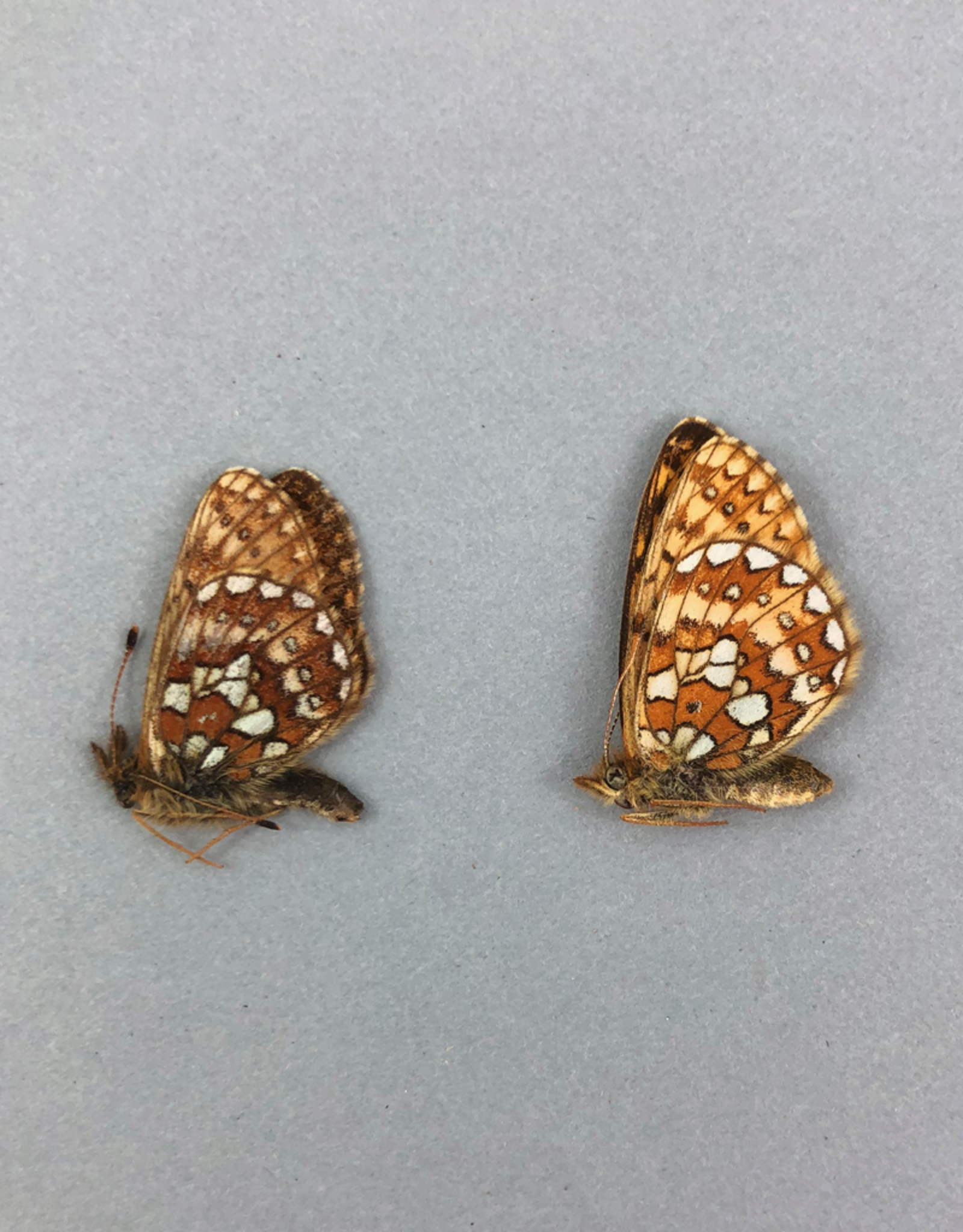 Boloria eunomia triclaris PAIR A1 Canada