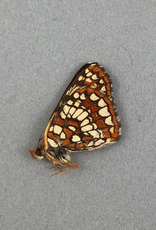 Charygdryas palla PAIR A1 Canada