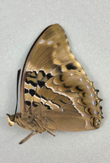 Charaxes numenes M A1 CAR