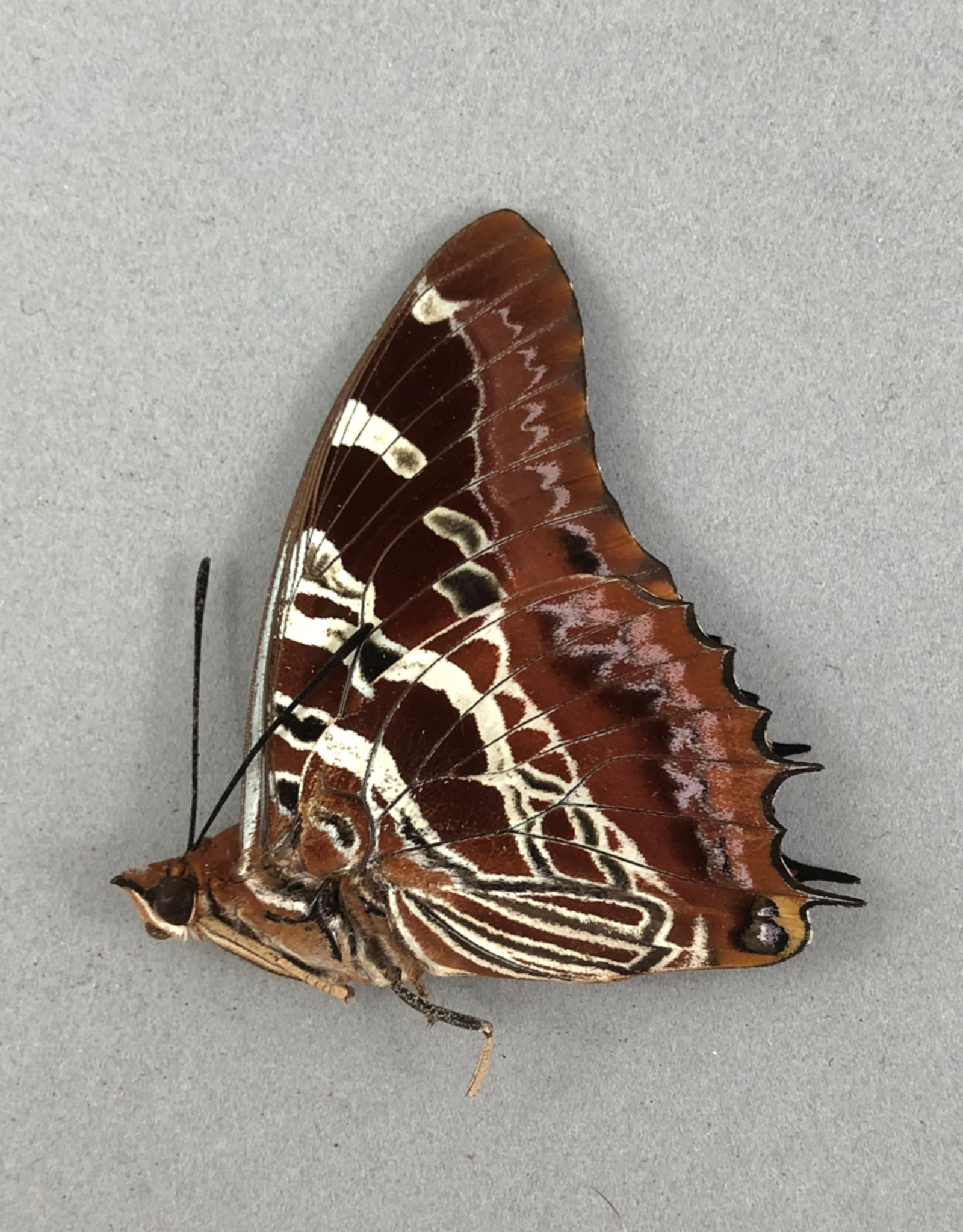 Charaxes eudoxus M A1 CAR