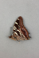 Charaxes eudoxus M A1 CAR